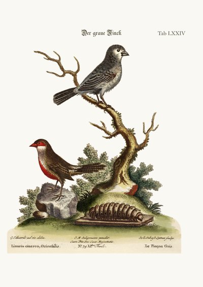 The Grey Finch. The Wax Bill, 1749-73 by George Edwards